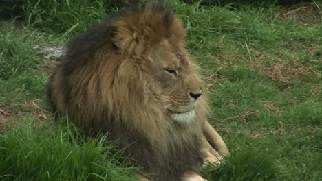 a lion rests in the grass