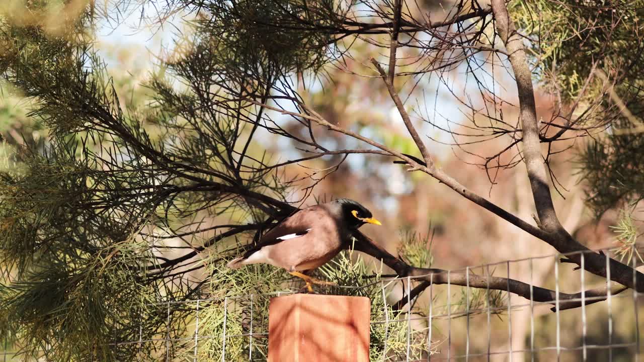 el myna común se alza entre los árboles en el zoológico de melbourne.