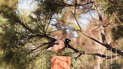 common myna perched among trees at melbourne zoo