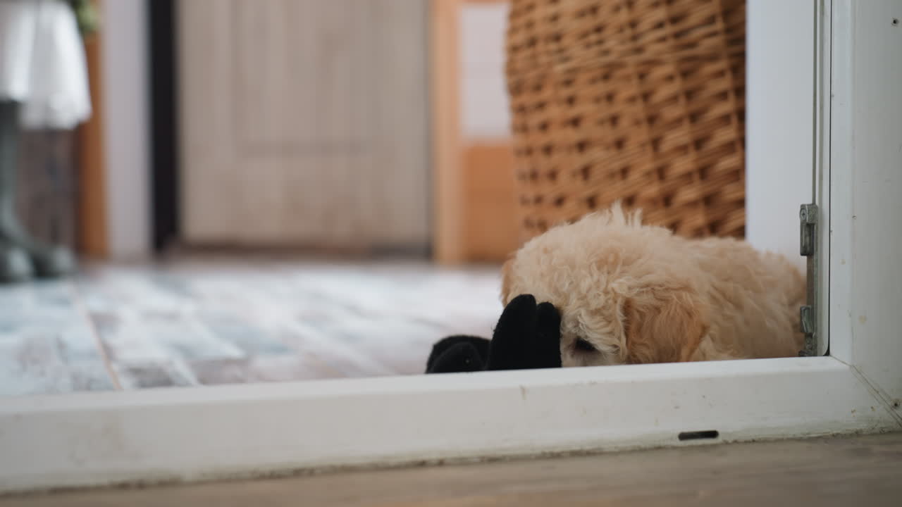 Beagle by door playing with glove held in small mouth while owner legs stand inside doorway near wicker basket and robotic vacuum in bright home entry area with white brick wall under natural light