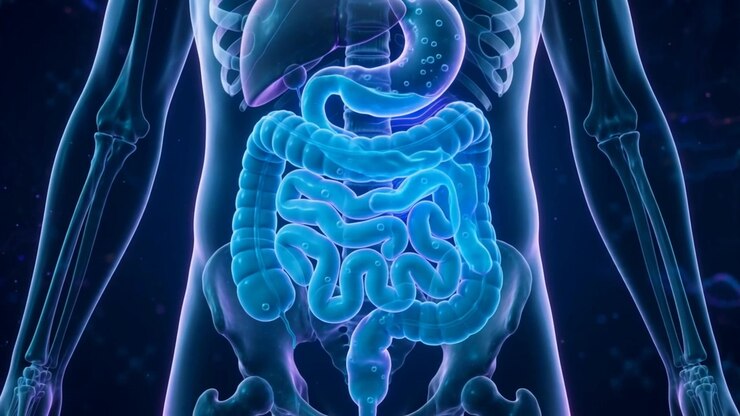 X-ray style torso with glowing stomach and intestines shown in a medical imaging view