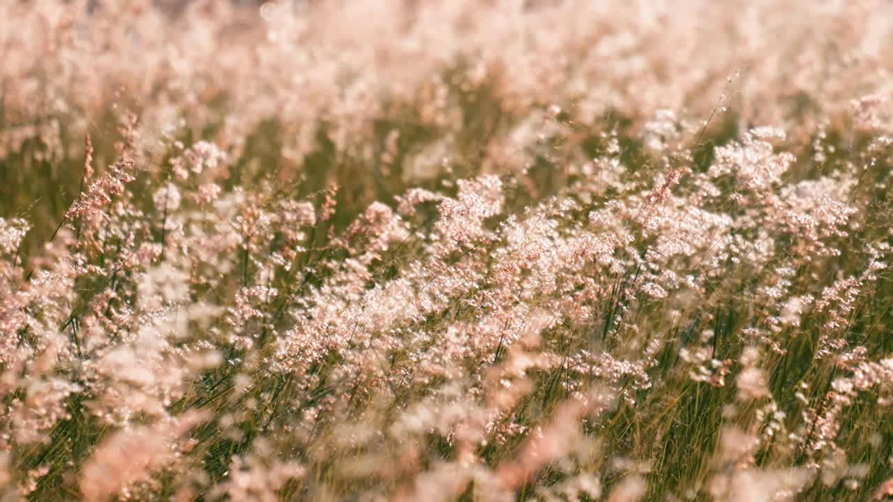 바람에 천천히 흔들리는 아름다운 풀꽃의 슬로우 모션