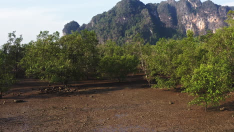 Mangrove-forest-with-wet-dirt-soil-below-mountain-cliff-in-Thailand