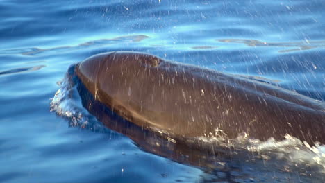 una ballena piloto surgiendo y soplando agua en el océano, mostrando su comportamiento natural en la naturaleza