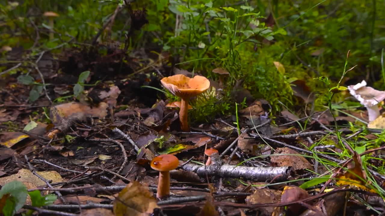 Close up view of fresh and ready yellow colored Orange Milkcap mushrooms growing on a leafy and moss covered forest ground during autumn day. Twigs and branches around the delicious delicacy funghi