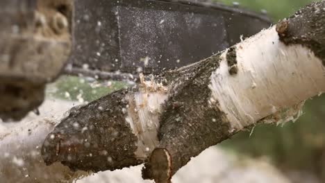 woodcutter saws tree with electric chain saw on sawmill. chainsaw used in activities such as free falling, pruning, cutting fire breaks, and harvesting of firewood. shot on super slow motion 1000 fps