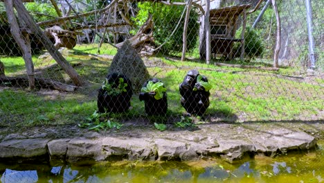 a chimpanzee sits near a pond, chewing food inside a sunlit zoo enclosure with naturalistic elements and visible fencing, captured with a static camera