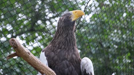 a majestic bald eagle is perched on a tree branch inside a cage. a majestic bald eagle is perched high on a sturdy tree branch situated within a cage, observing its surroundings keenly and intently