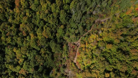 vista aérea de tres a principios de otoño