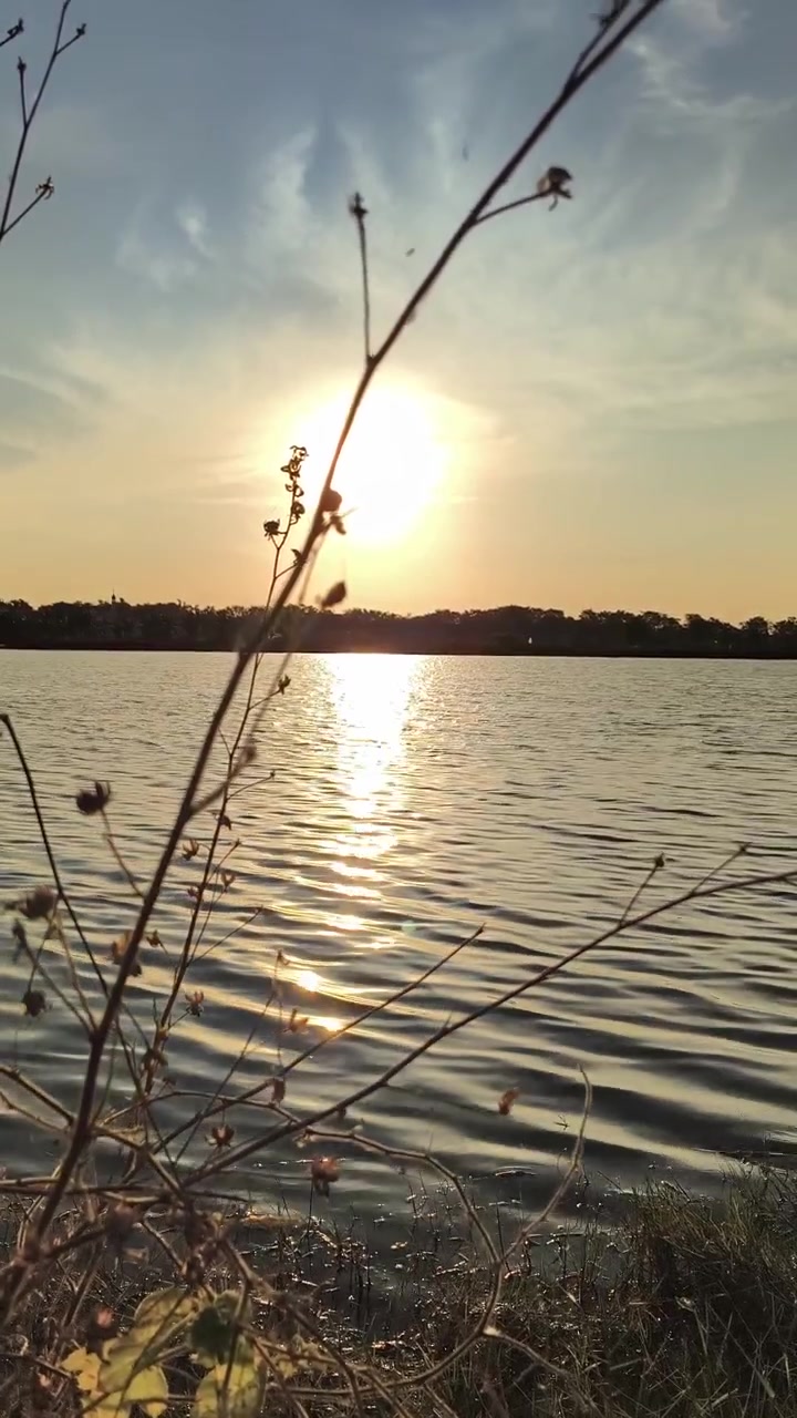 Tramonto dorato su un lago calmo con fiori selvatici in silhouette.