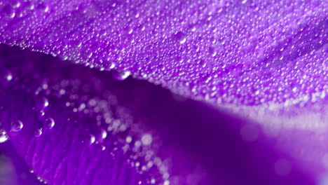 close-up of a purple flower petal with water droplets