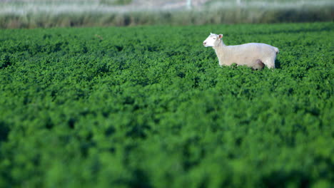 solitary lamb that escaped the pasture is now hanging out