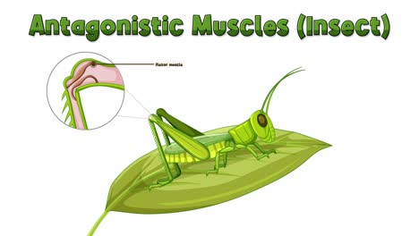 educational animation of grasshopper leg muscle movement