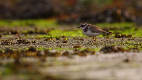 Common-Ringed-Plover-foraging-along-tidal-flats-of-coastline,-profile-shot