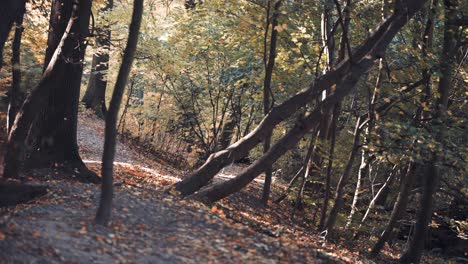 Leaves-slowly-fall-in-the-autumn-forest