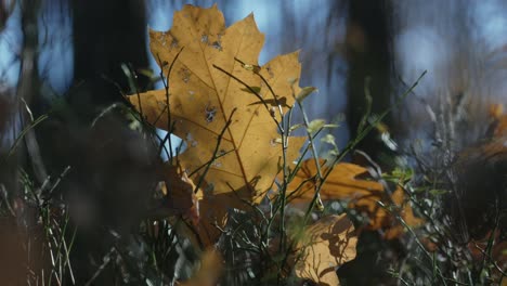 On-the-ground-in-forest-Yellow-leaf-illuminated-by-sunlight-in-autumn-time