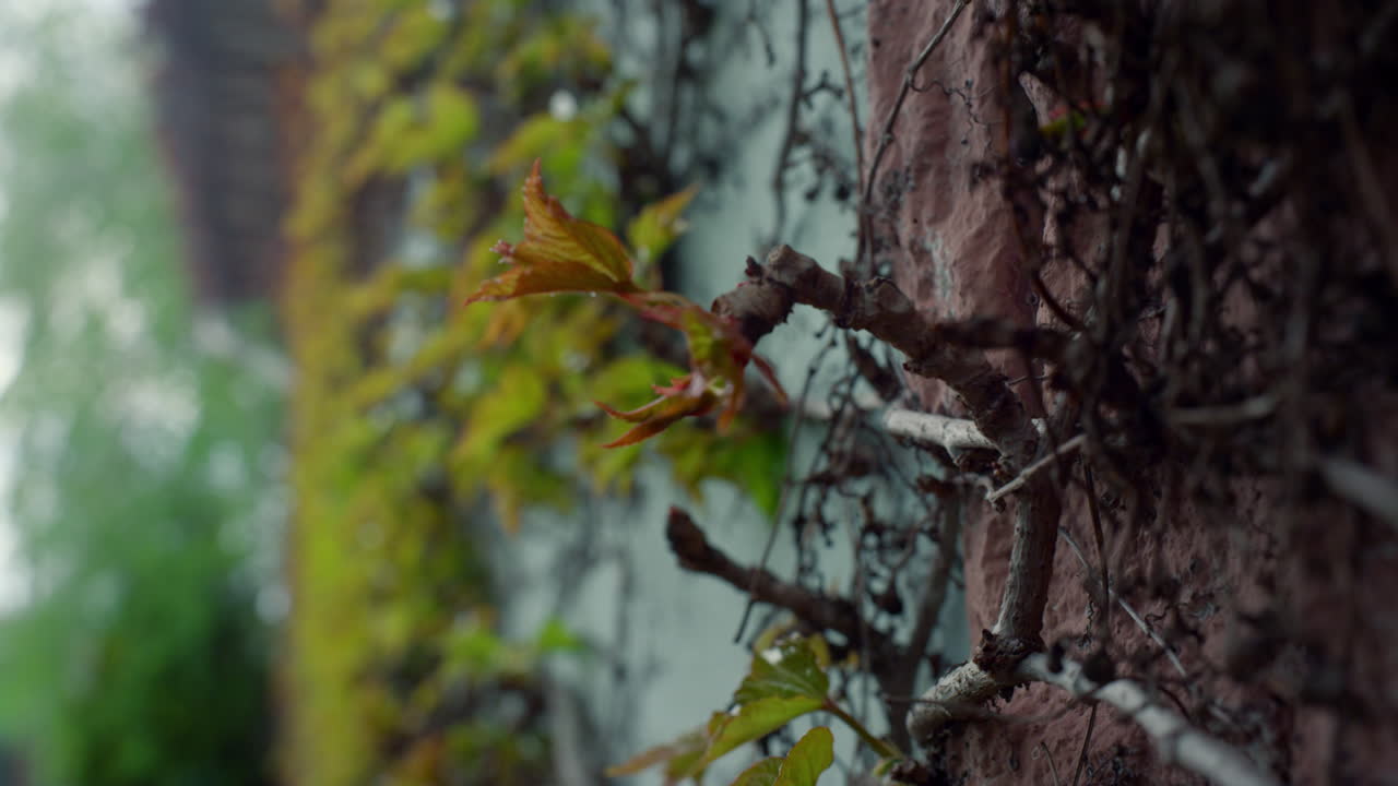 Beautiful nature bark texture on old tree trunk stamp in spring forest outdoors.