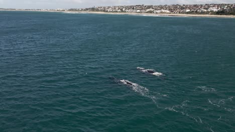 dos ballenas jorobadas nadando juntas en el océano índico con la costa de la bahía de jeffrey al fondo