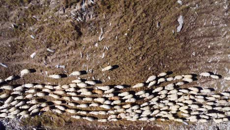 a herd of sheep walking in the caucasus mountains, shot from a drone