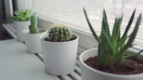 multiple houseplants on a windowsill