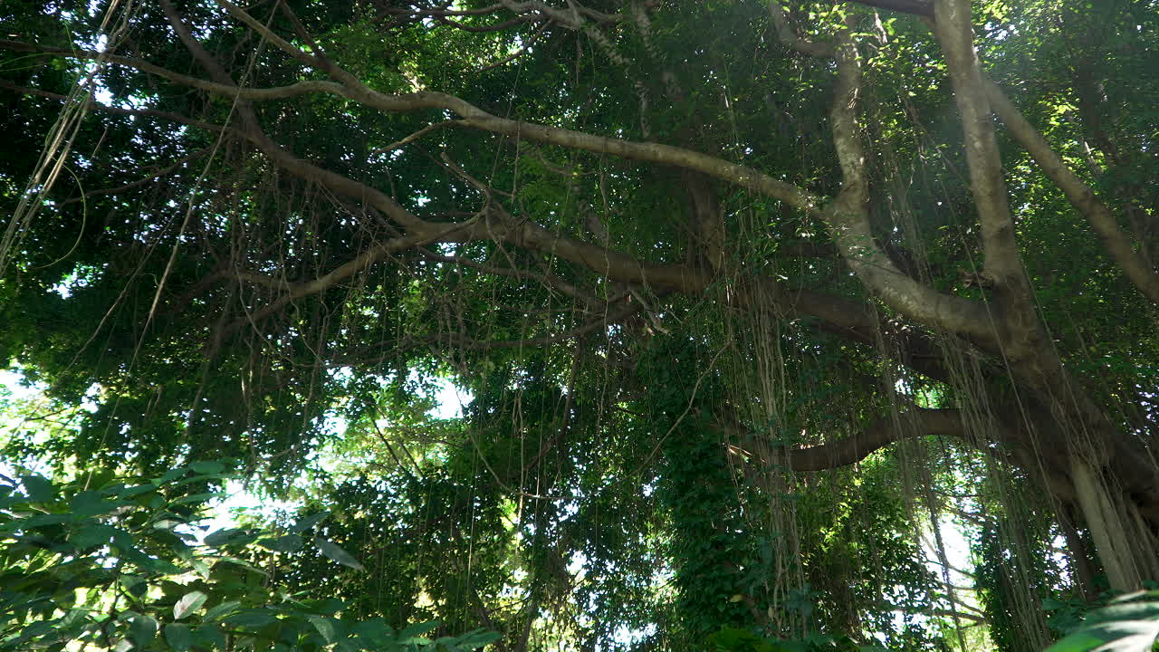 árbol de ficus microcarpa con vides colgando de las ramas de los árboles en la densa selva tropical de bali, indonesia - toma de panorámica lenta