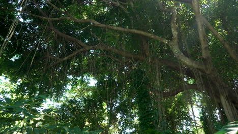 Ficus-Microcarpa-Baum-Mit-An-Ästen-Hängenden-Ranken-Im-Dichten-Tropischen-Regenwald-Auf-Bali,-Indonesien-–-Langsame-Schwenkaufnahme