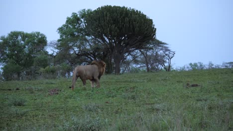 pan: majestuoso león de melena negra macho pasa junto a un árbol de euforbio, al anochecer
