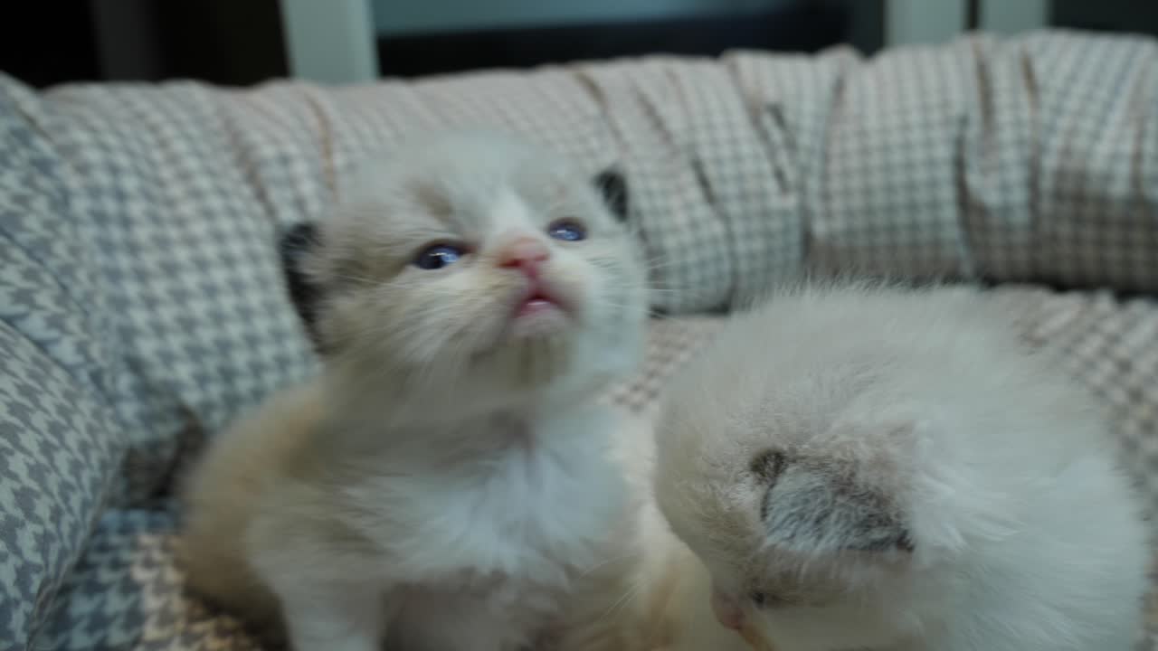 ragdoll gattini fratelli famiglia figlio e figlia