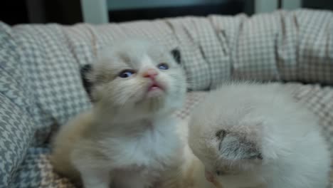 Ragdoll-Gatitos-Hermanos-Familia-Hijo-E-Hija