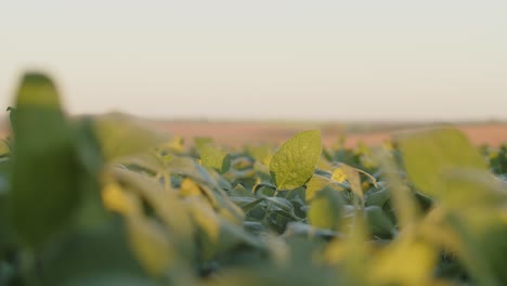 soybeans plantation in brazil