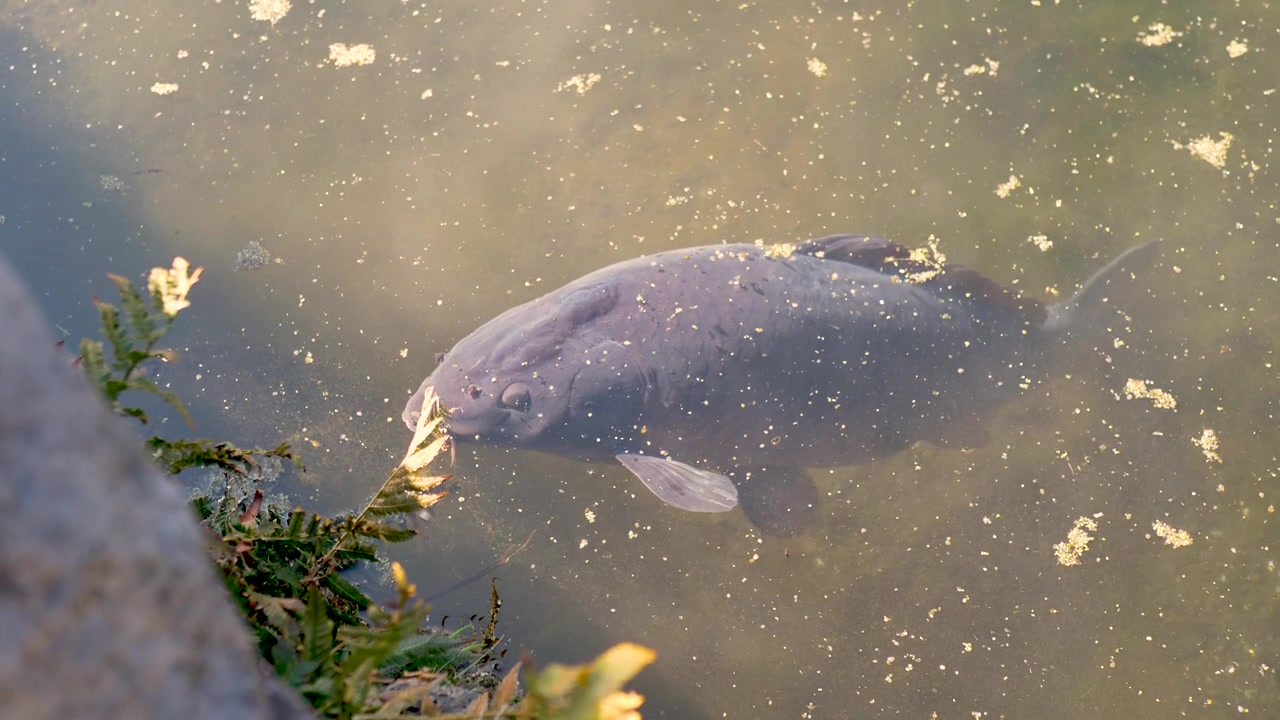 Nærbilde i sakte film av en mørk vanlig karpe koi-fiskart som svømmer i grumsete vann i et offentlig damlagune-økosystemhabitat med vegetasjon nær Fuji-fjellet i Oshino, Yamanashi, Japan, turisme og natur