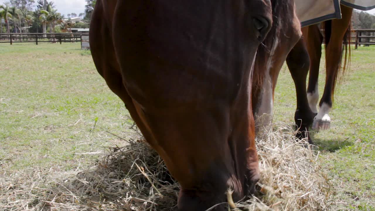 En jordnær optagelse af to heste, der spiser en bunke hø sammen.