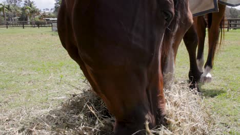 a ground view of two horses eating a pile of hay together