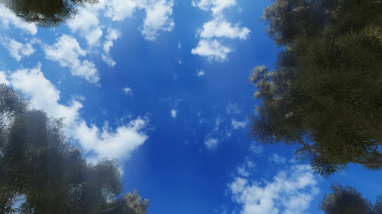 태양을 향해 나무를 쳐다보며, 카메라의 움직임을 회전시니다.