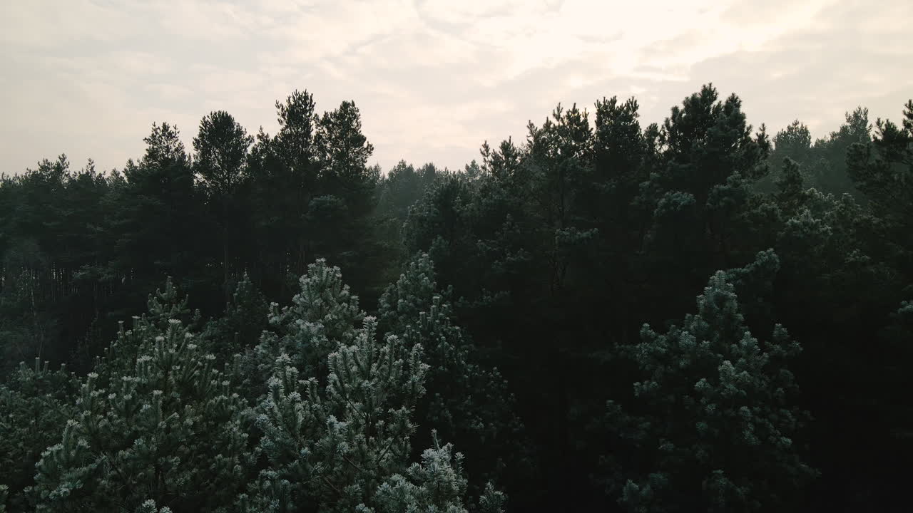 在波兰巴托西拉斯的阴天冬天,无人机飞过绿色的松树