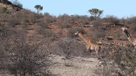 cuatro jirafas se vuelven para mirar la cámara mientras caminan en la reserva de caza de mashatu, botswana