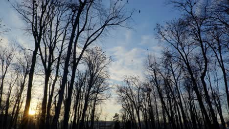 Stadtpark-Blauer-Himmel-Voller-Krähen,-Die-Den-Sonnenuntergang-Anstarren