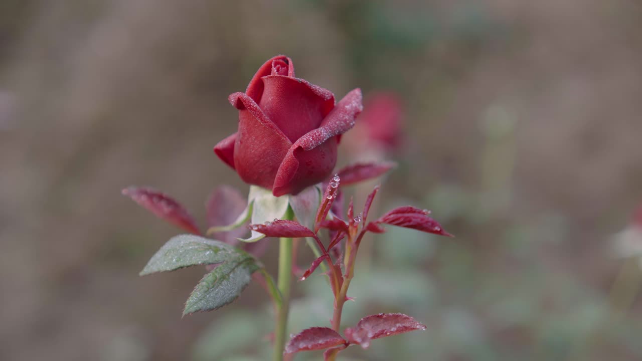Diversi tipi di rose sono sbocciati nel giardino
