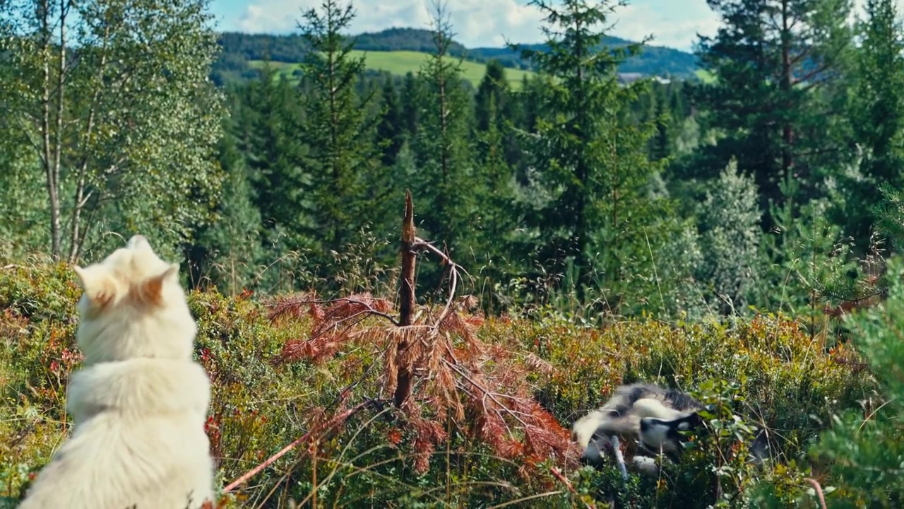 Two Dogs are Enjoying Themselves in the Forest - Handheld Shot