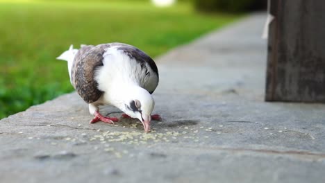 bird eating rice in the backyard during evening