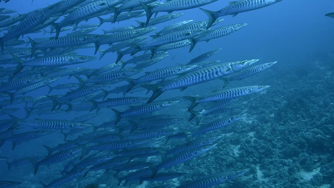 스쿠버 다이버 는 바라쿠다 와 함께 바다 에서 수영 한다