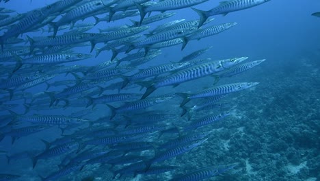 Taucher-Schwimmt-Mit-Barrakudas-Im-Meer