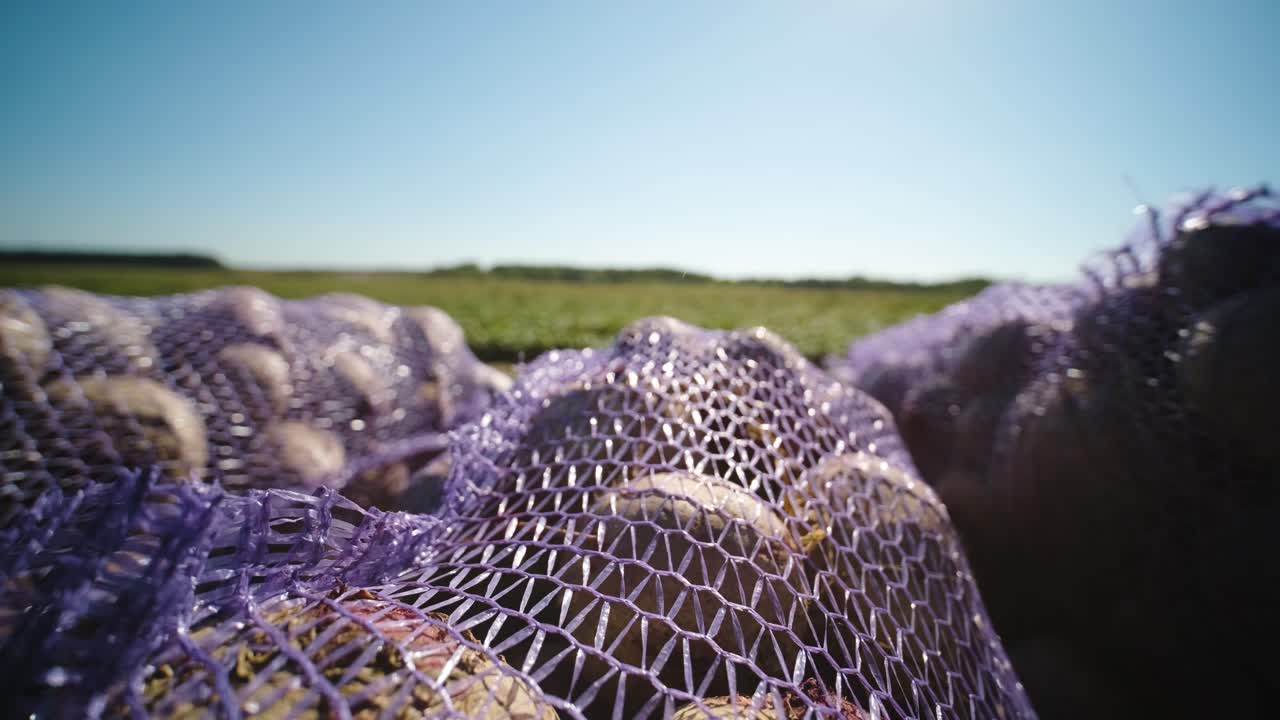 Barbabietole rosse biologiche nel sacco sul campo durante la raccolta.