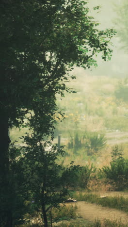 a misty forest path