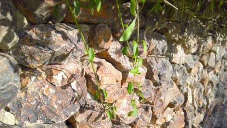 a plant is growing on a rock wall