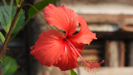 hermosa flor de shoeblackplant. verde . rojo