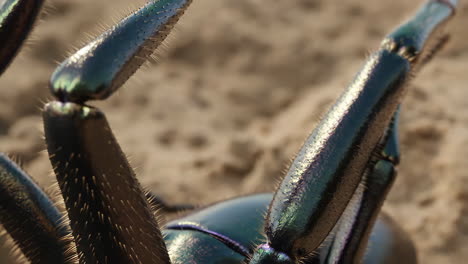 close-up of insect legs