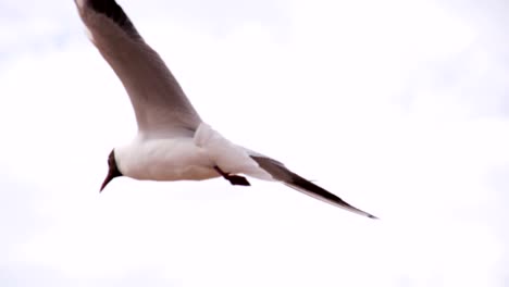 soaring seagull in the sky