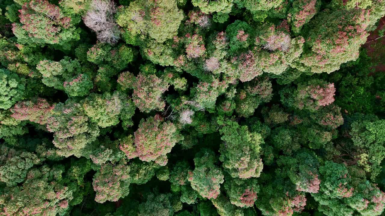 vista aérea de un bosque en otoño