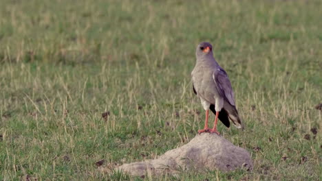 Blasser-Singender-Habicht,-Der-An-Einem-Sonnigen-Tag-Auf-Dem-Felsen-Auf-Dem-Grasfeld-In-Botswana-Steht---Mittlerer-Schuss